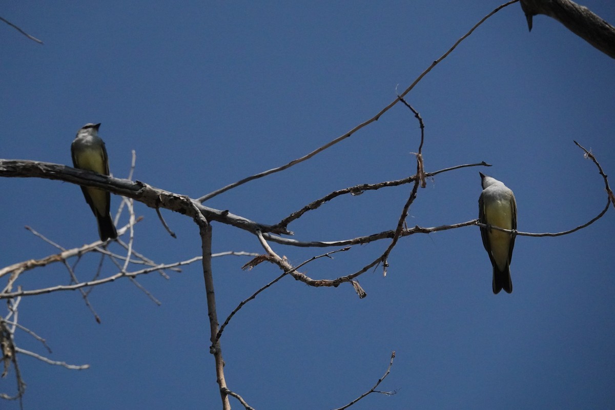 Western Kingbird - ML474341281