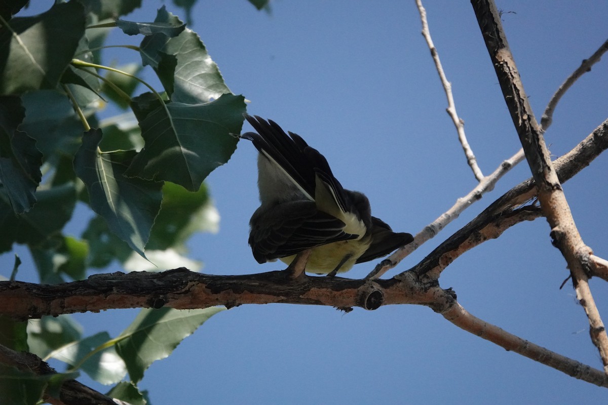 Western Kingbird - ML474341301