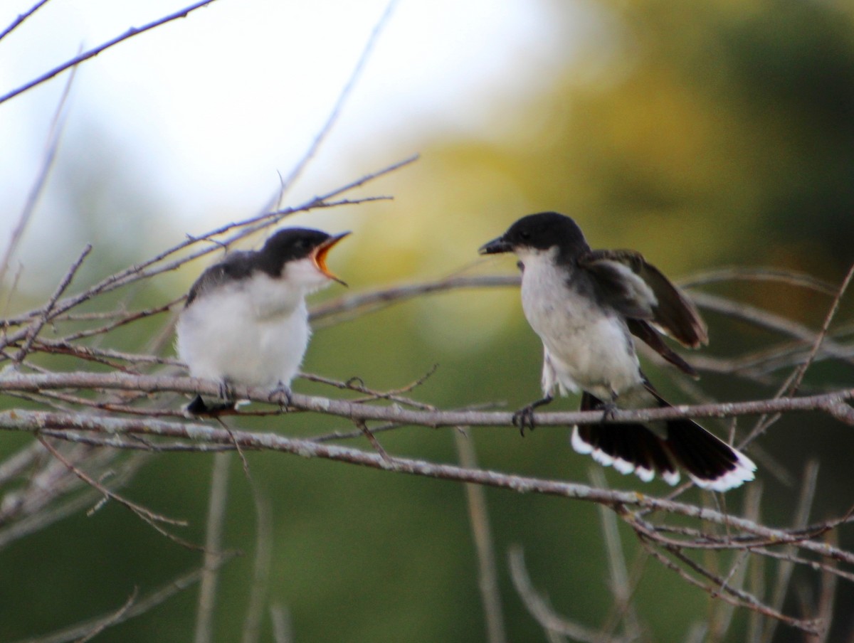 Eastern Kingbird - ML474343681