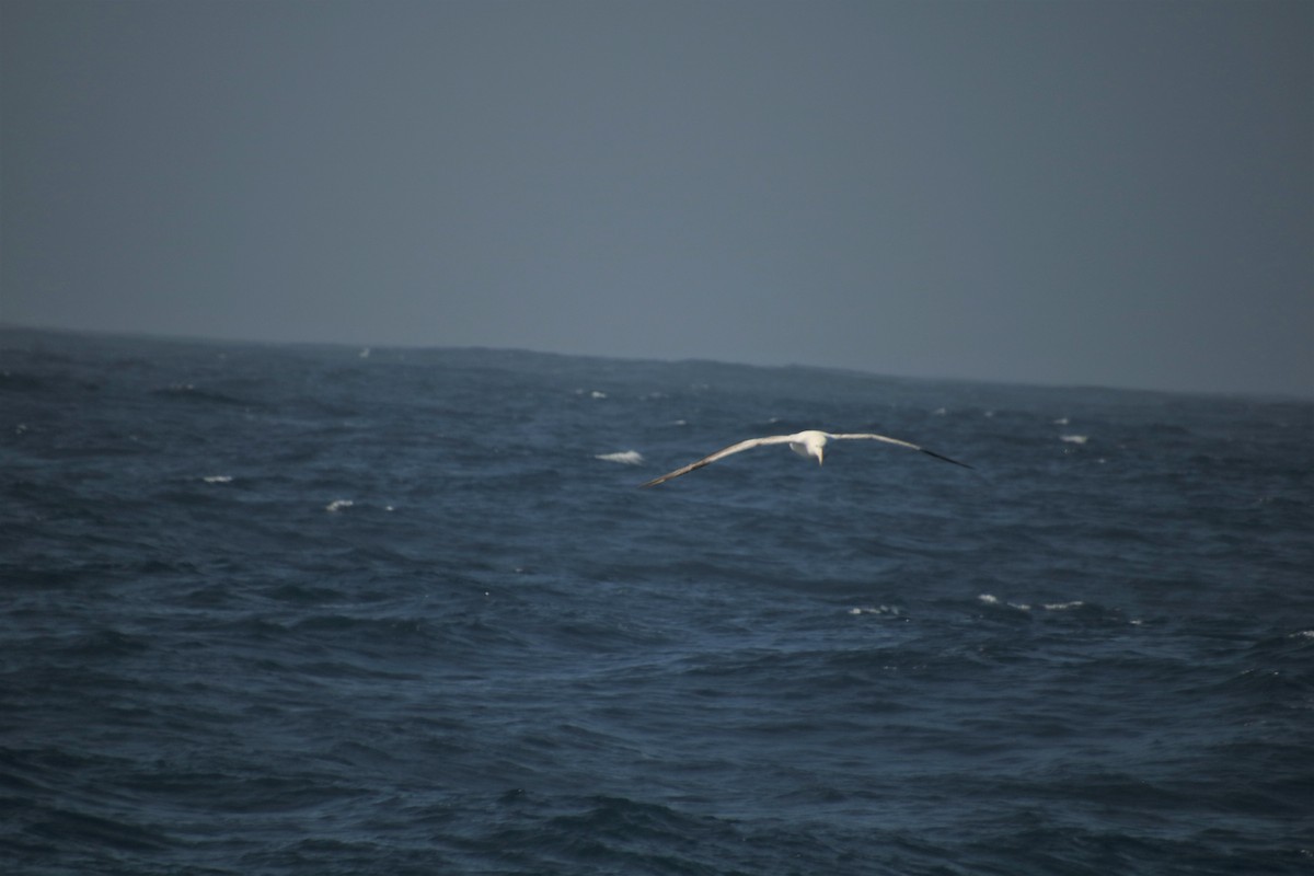 large albatross sp. - ML474343851