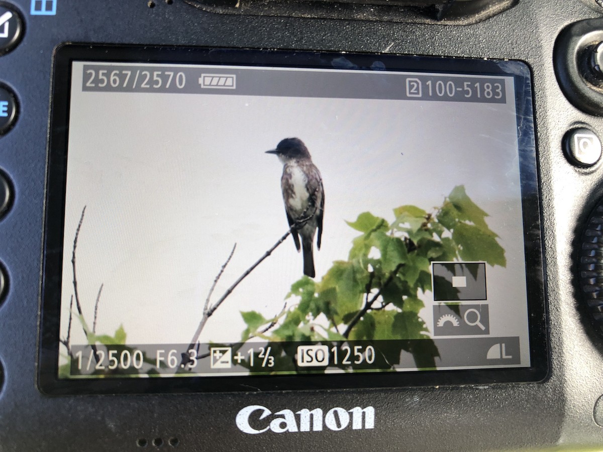 Olive-sided Flycatcher - ML474344041