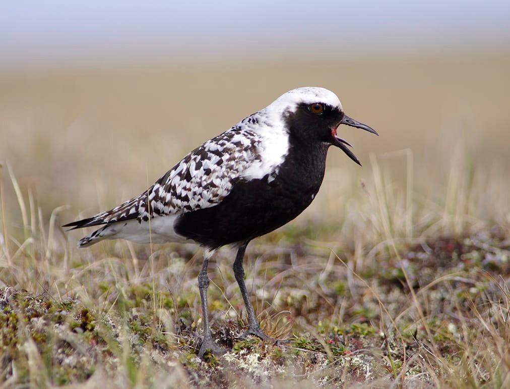 Black-bellied Plover - Volkov Sergey