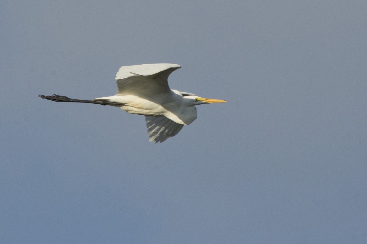 Great Egret - Michael Bowen