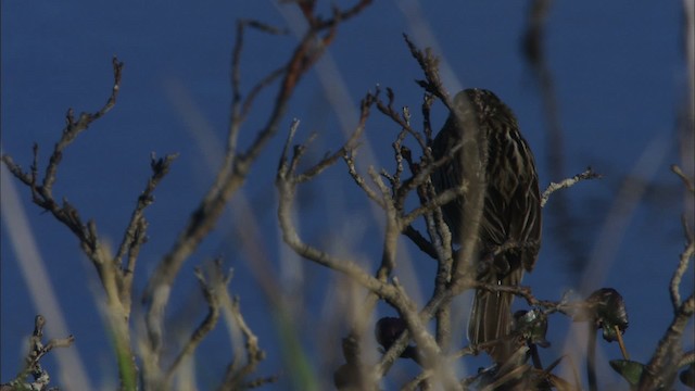 Savannah Sparrow - ML474345