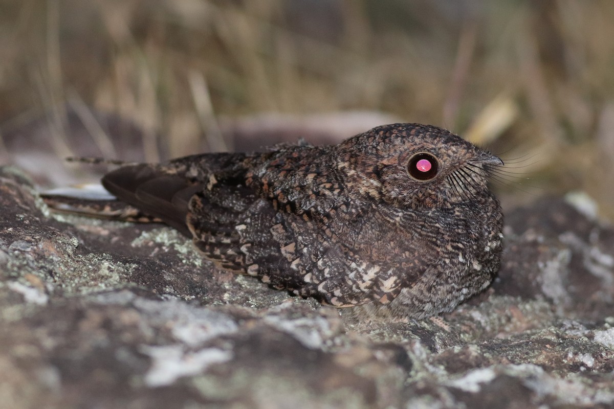 Полосатокрылый козодой (longirostris) - ML474345701