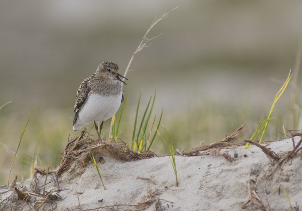 Temminck's Stint - ML474345941