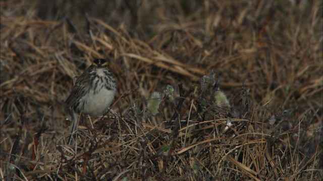 Savannah Sparrow - ML474346