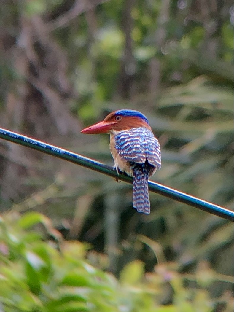 Banded Kingfisher - ML474346031