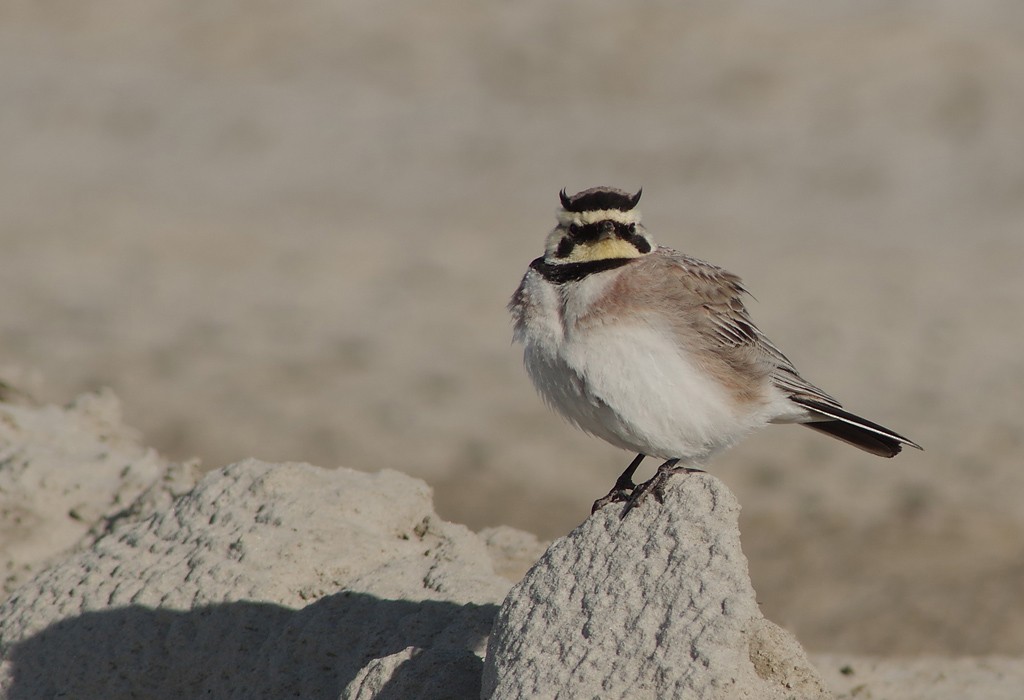 Horned Lark - ML474346771