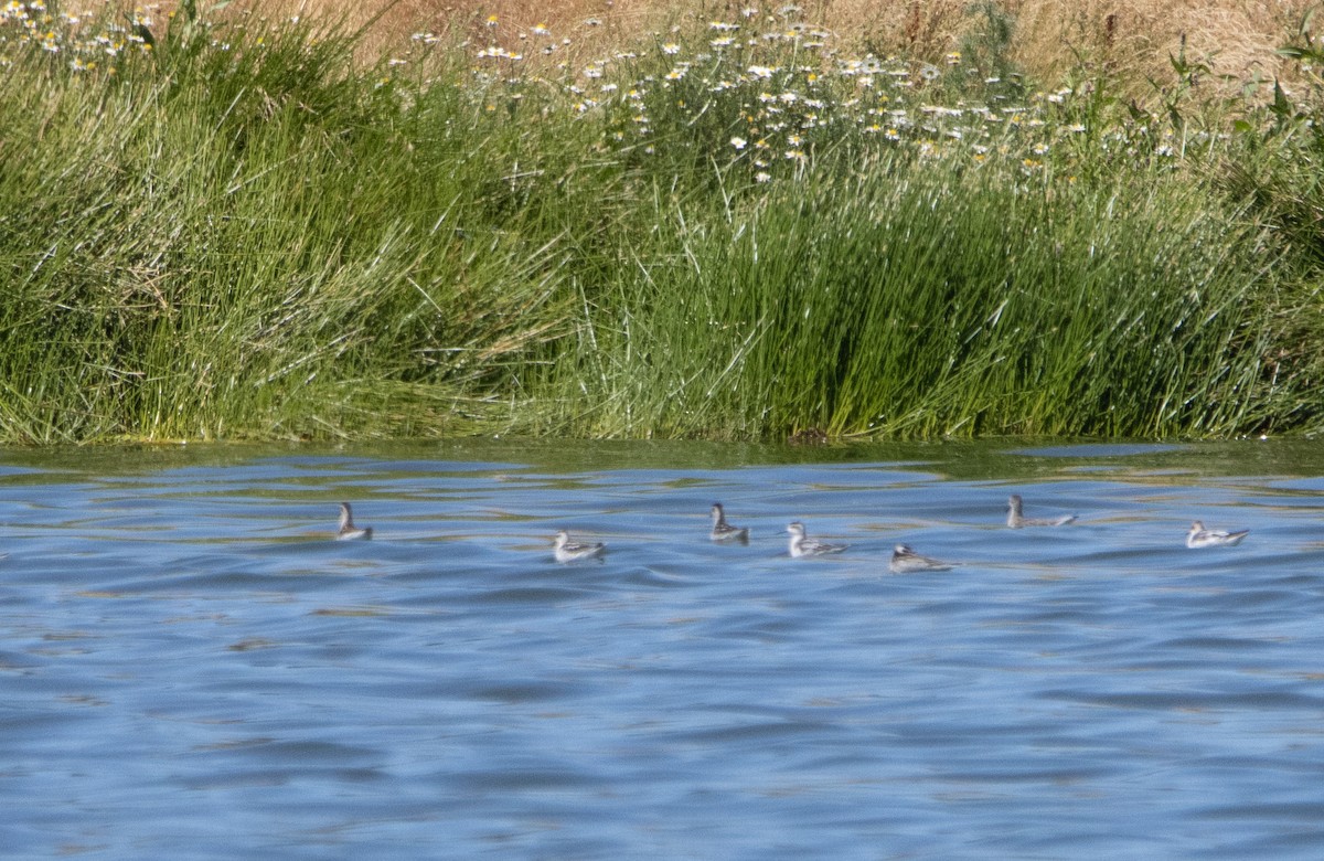 Нарийн сэлээхэй - ML474347761