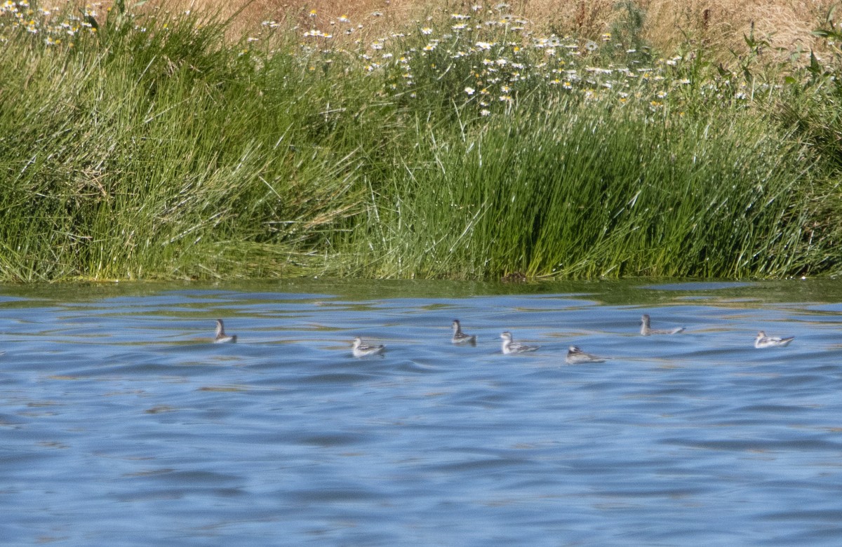 Red-necked Phalarope - ML474347761