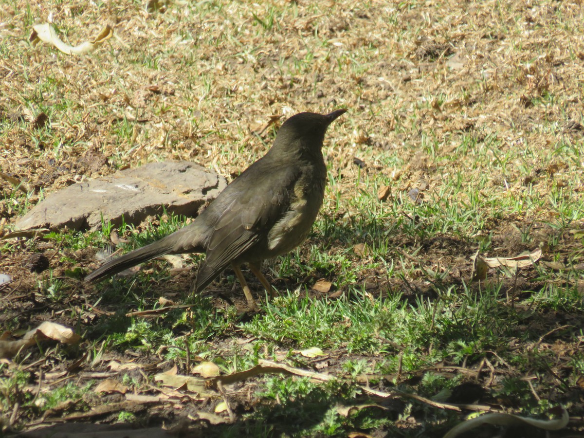 Chiguanco Thrush - Matthias van Dijk