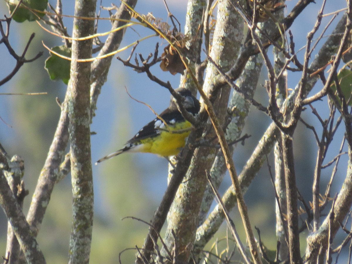 Black-backed Grosbeak - ML474349271