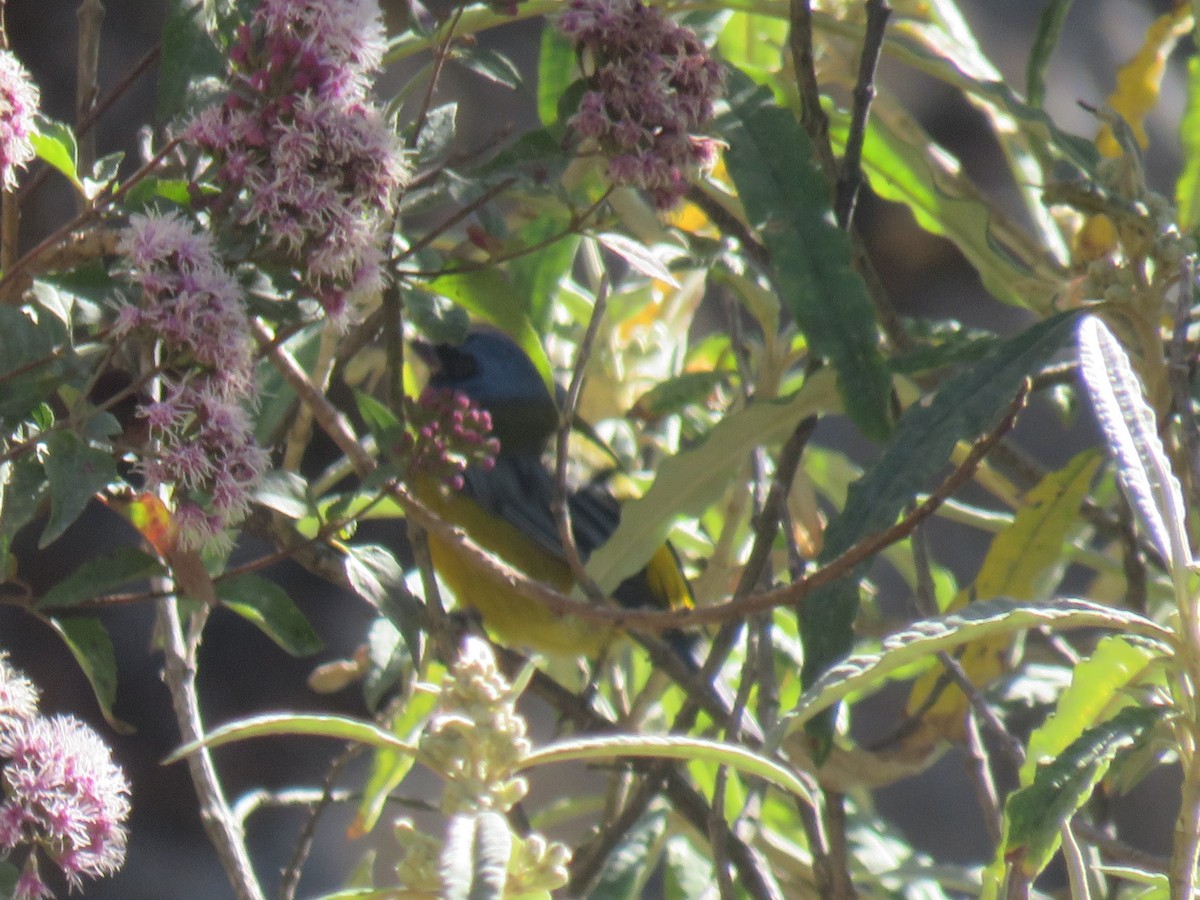 Blue-and-yellow Tanager - Matthias van Dijk