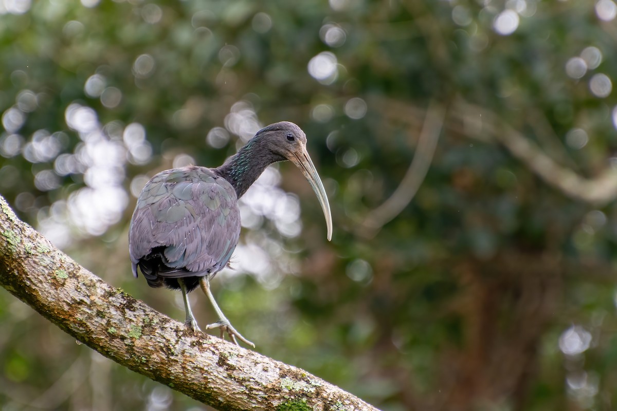 ibis zelený - ML474349441