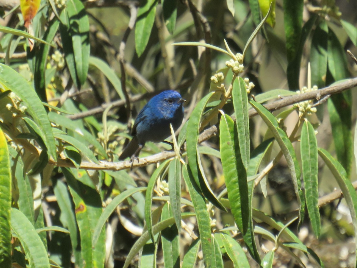 Tit-like Dacnis - ML474349461