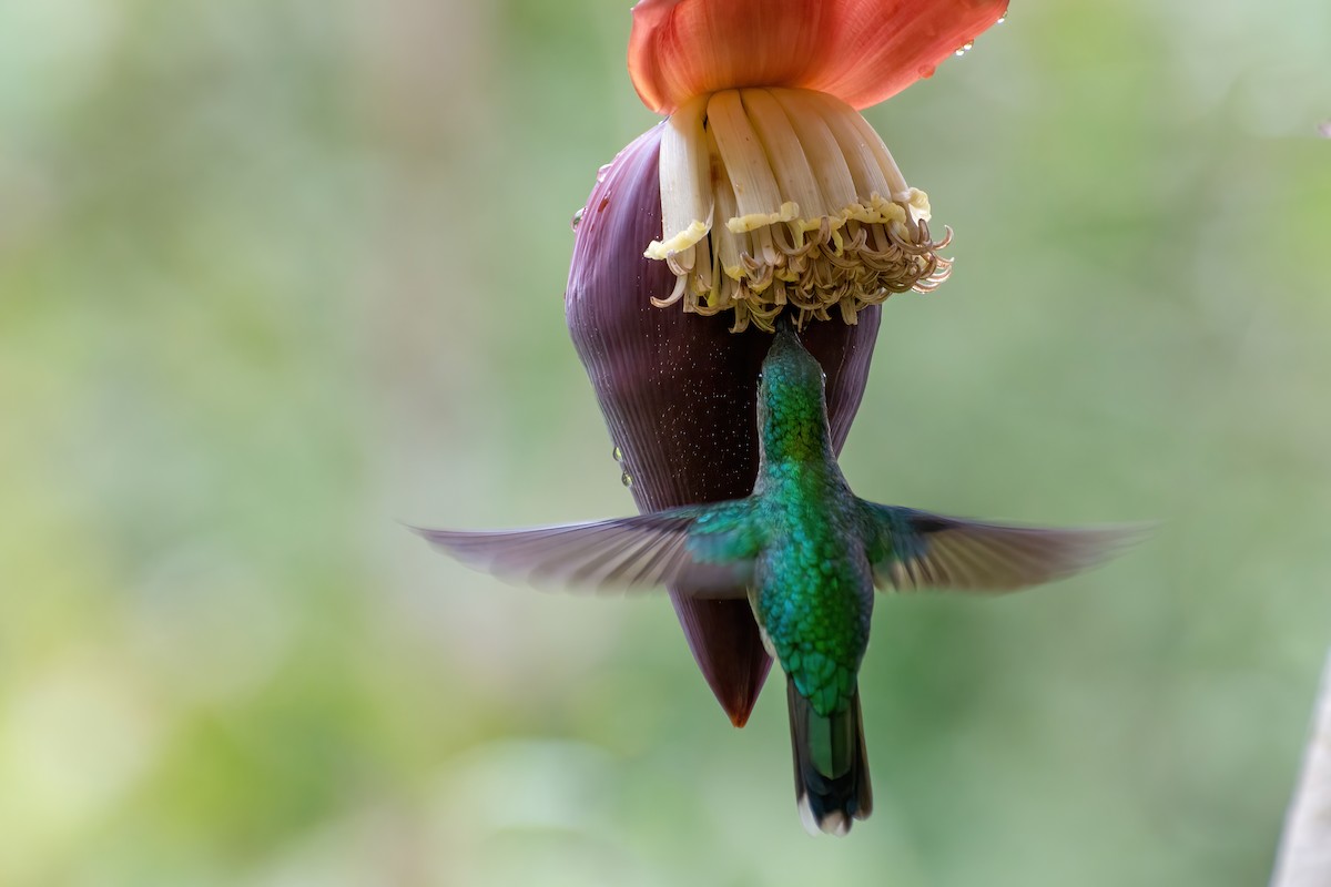 kolibřík fialovotemenný - ML474349551