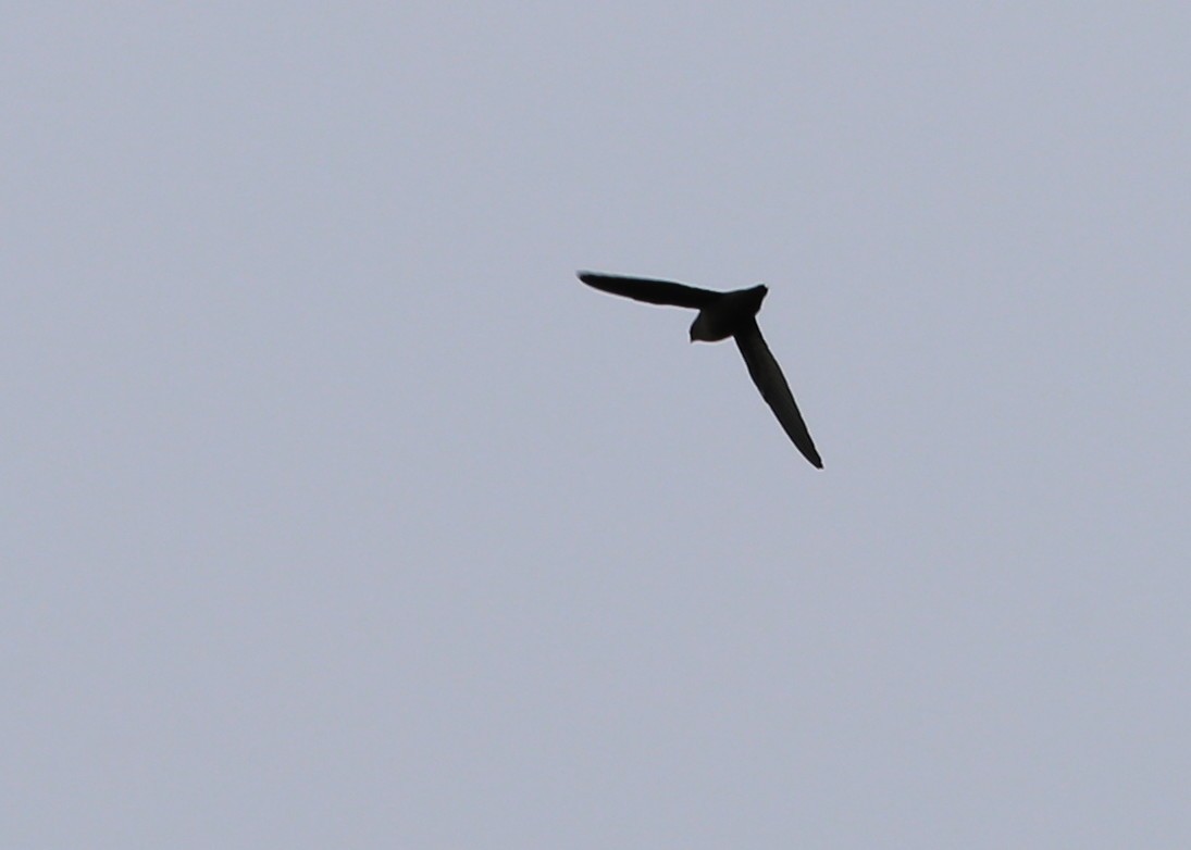 Chimney Swift - ML474349571