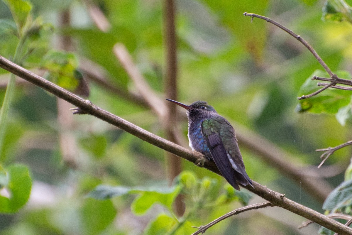 kolibřík safírový - ML474349671