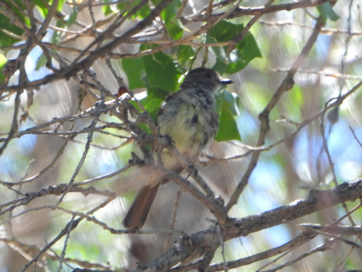 Nutting's Flycatcher (Nutting's) - ML474350891