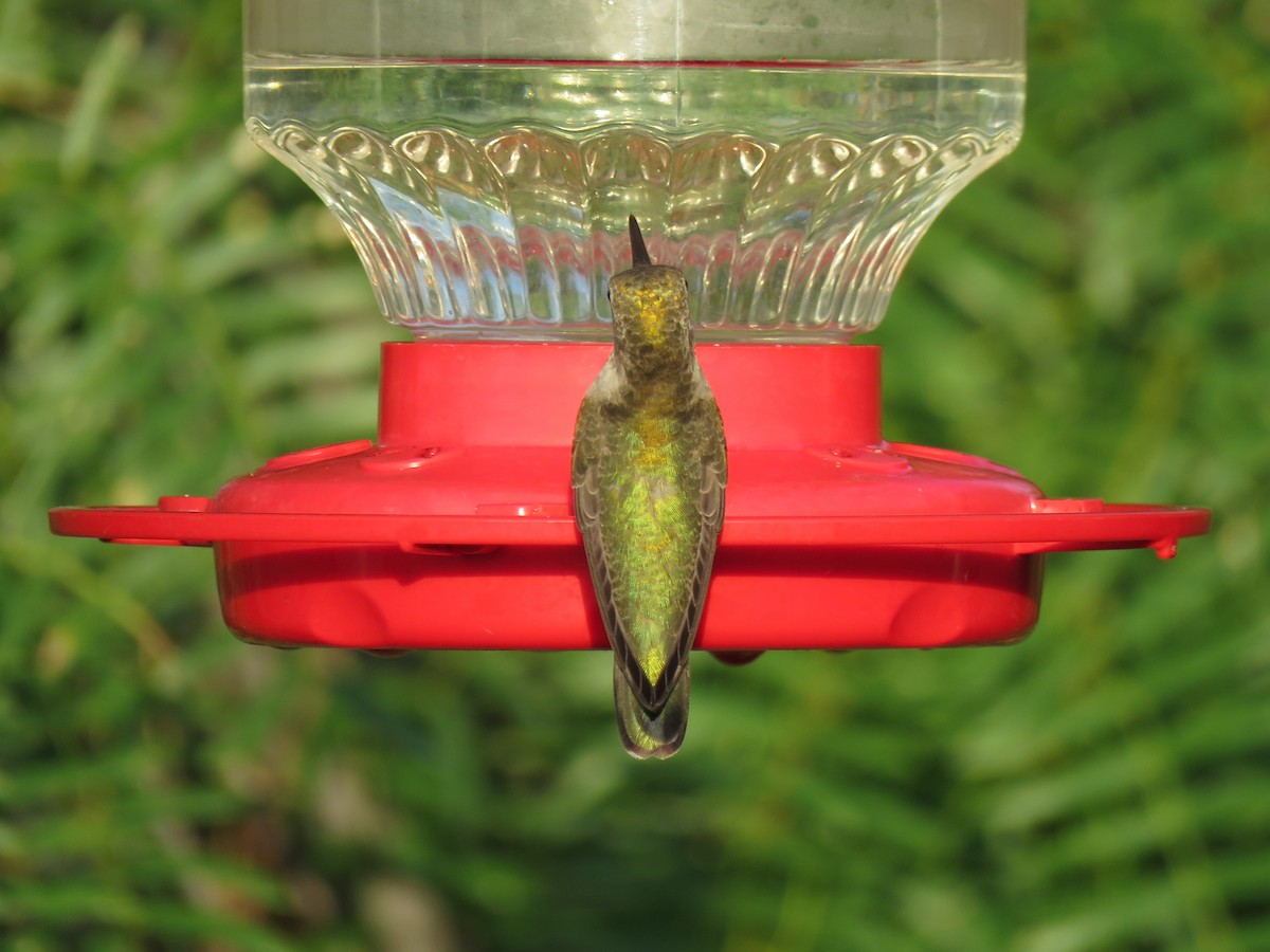 Colibri à gorge noire - ML474351131