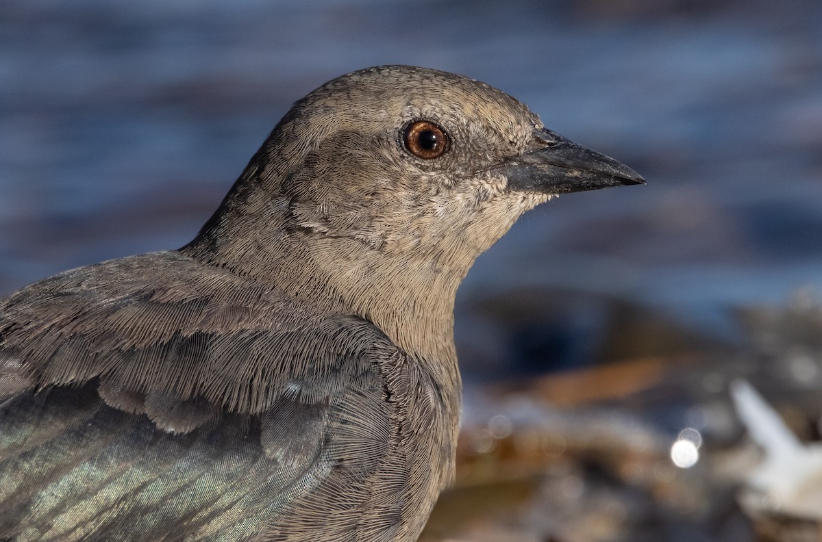 Brewer's Blackbird - ML474351521