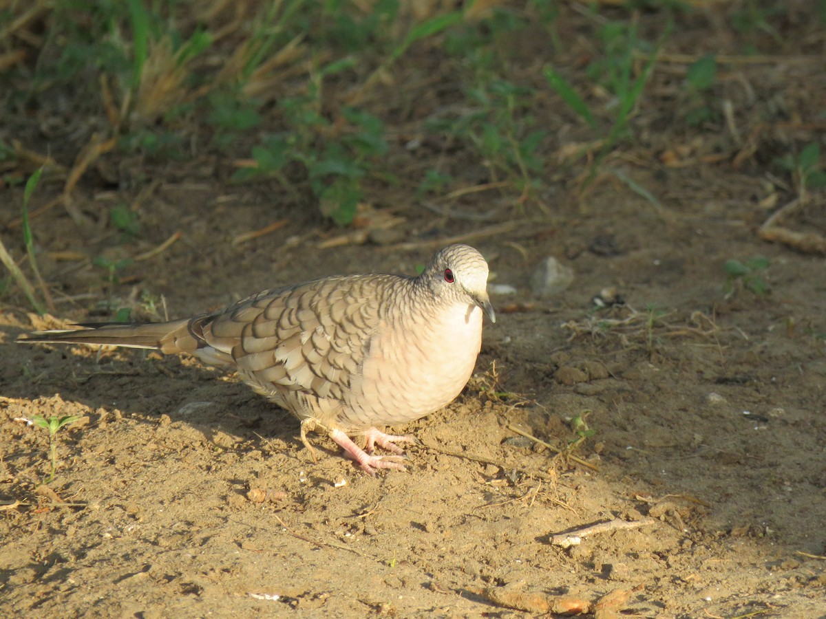 Inca Dove - Jonah Tamez