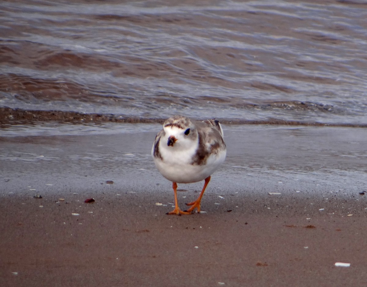 Piping Plover - Marcel Harnois