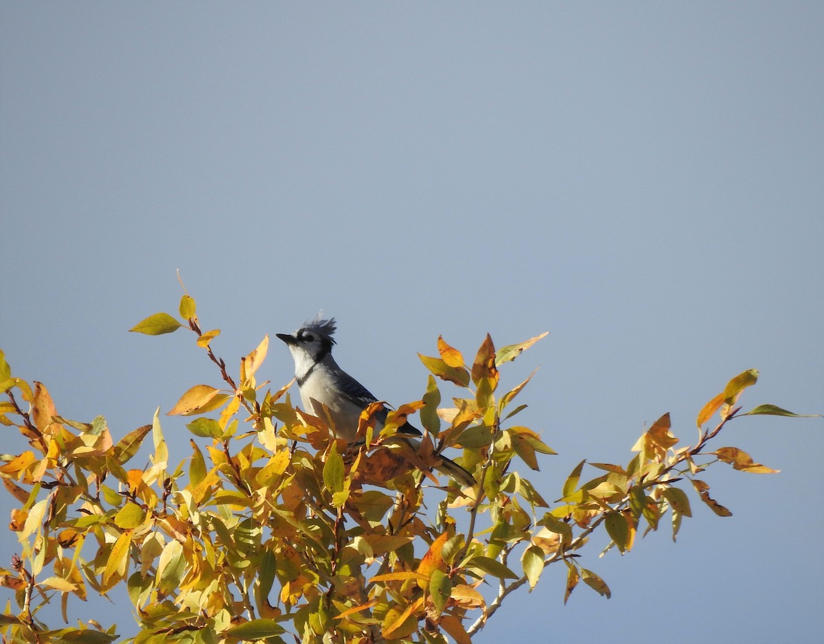 Blue Jay - ML474353301