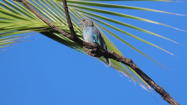 Tangara Glauca - ML474353421