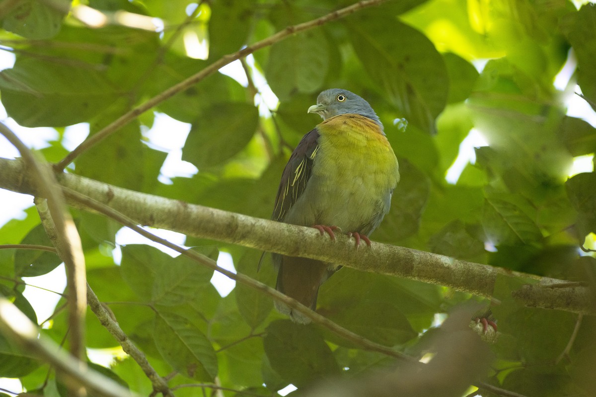 Little Green-Pigeon - Jan-Peter  Kelder