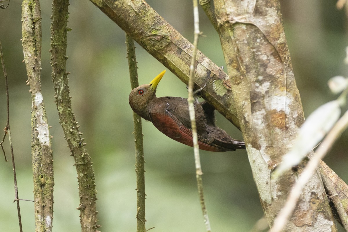 Maroon Woodpecker - ML474356221