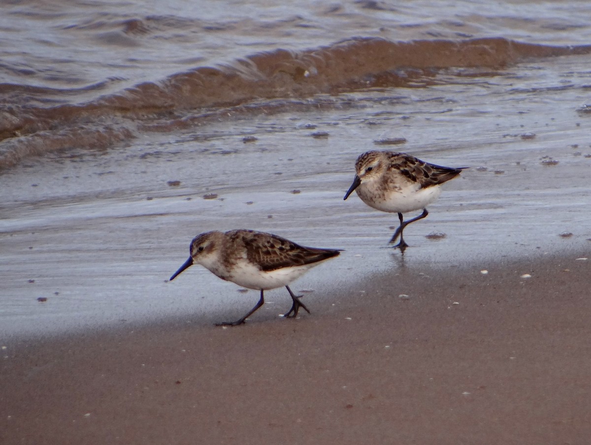 Semipalmated Sandpiper - Marcel Harnois