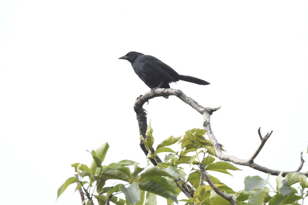 Melodious Blackbird - Ben  Sonnenberg