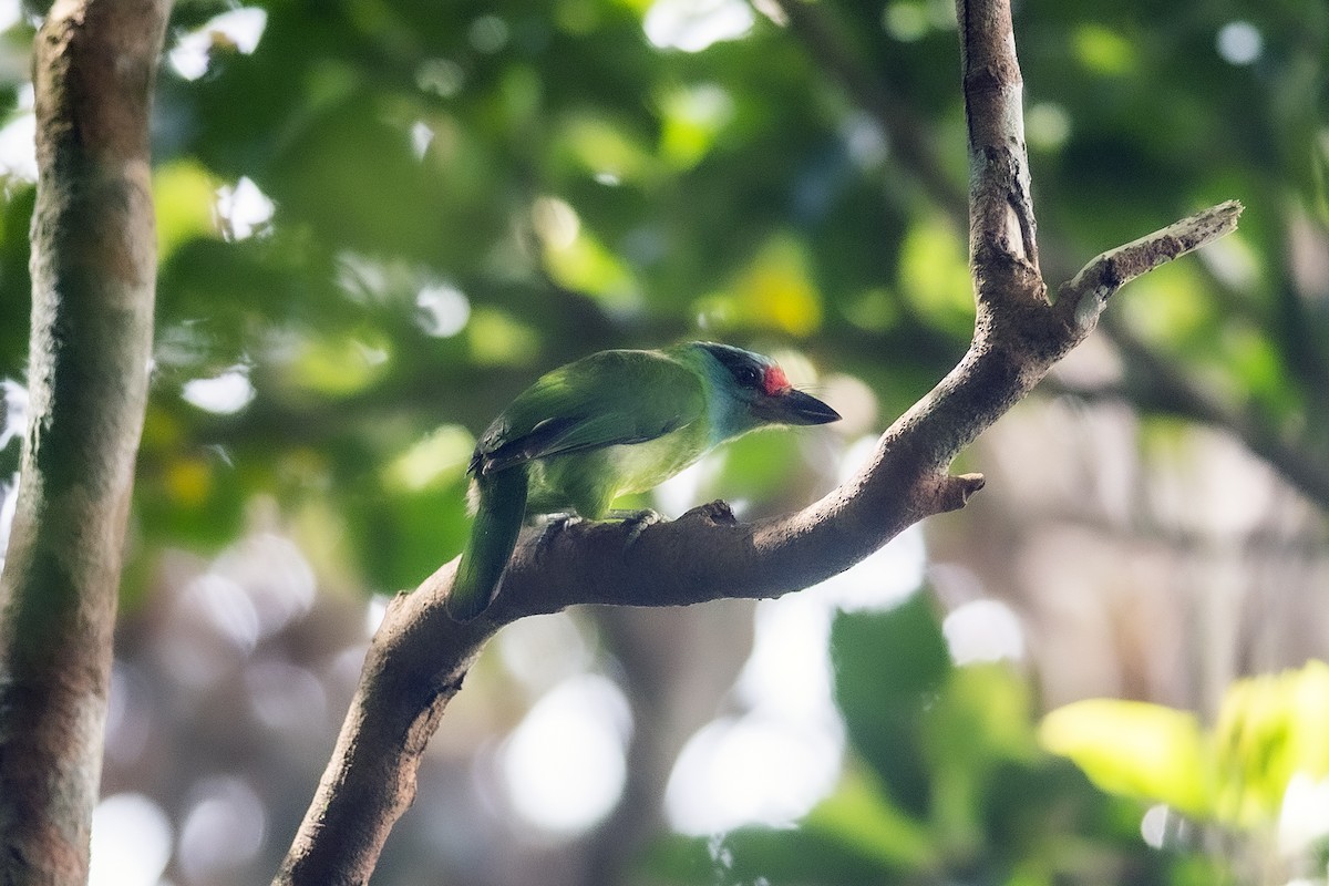 Turquoise-throated Barbet - Wachara  Sanguansombat