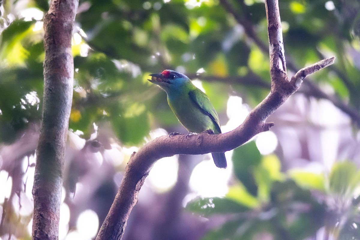 Turquoise-throated Barbet - Wachara  Sanguansombat