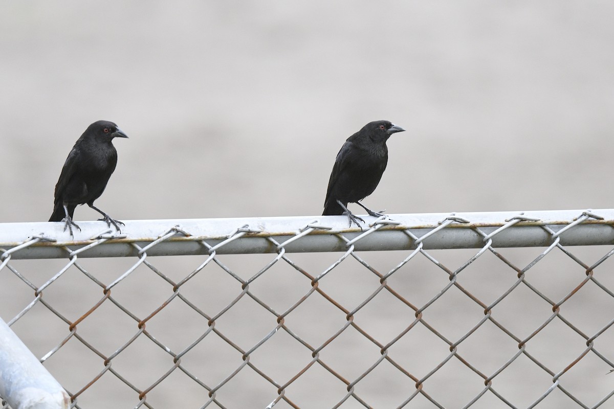 Bronzed Cowbird - ML474358771