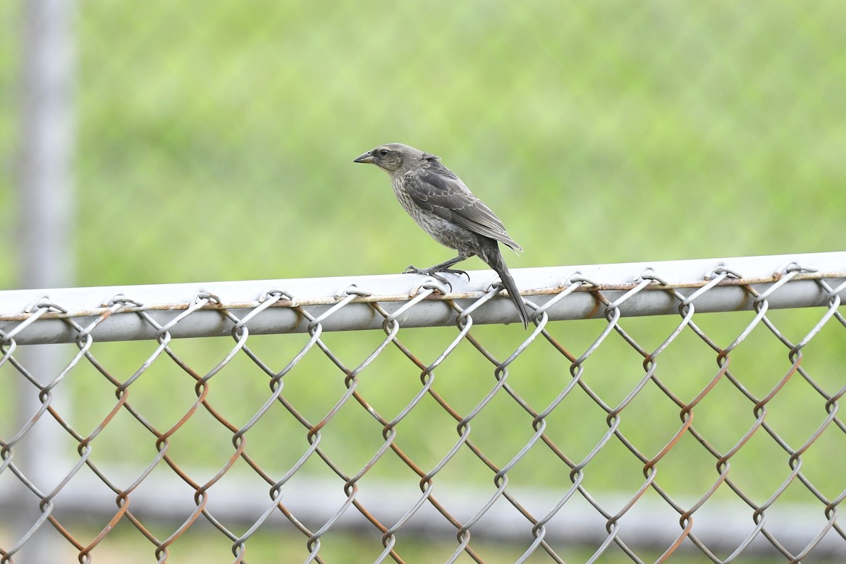 Bronzed Cowbird - ML474358781