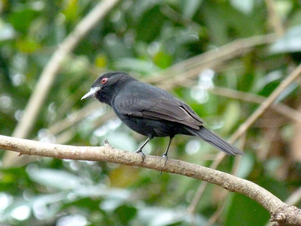 Blue-billed Black-Tyrant - ML474359421