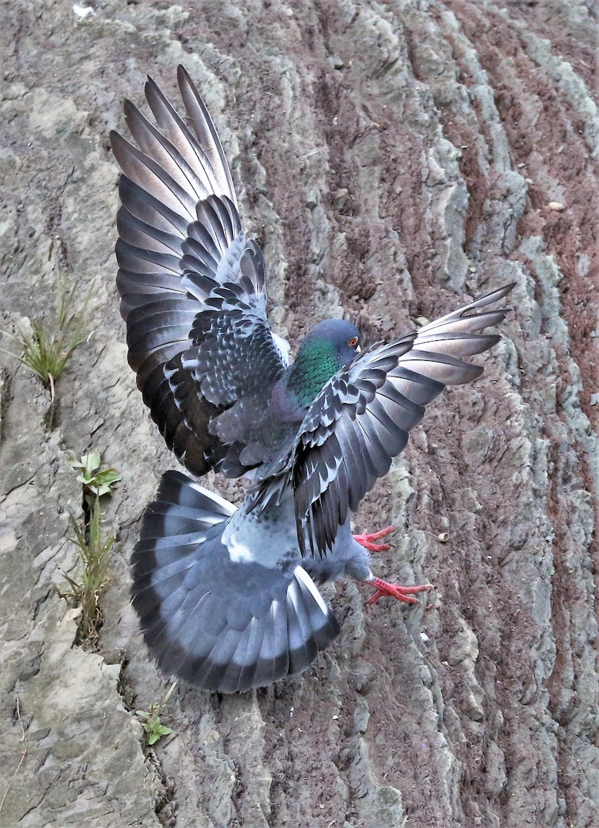 Rock Pigeon (Feral Pigeon) - ML474360271