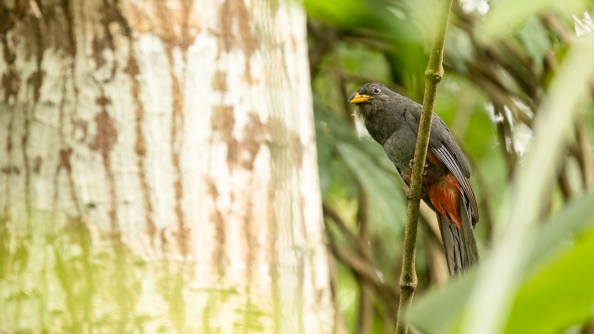 Black-tailed Trogon (Large-tailed) - ML474361231