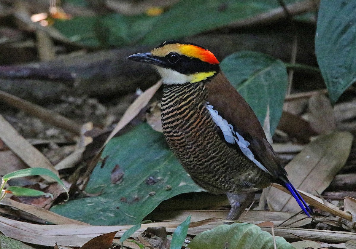 マラヤシマヤイロチョウ - ML474361391