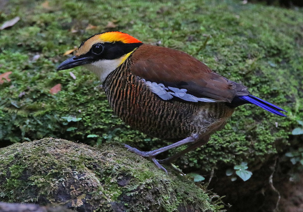 Malayan Banded-Pitta - Tim Avery