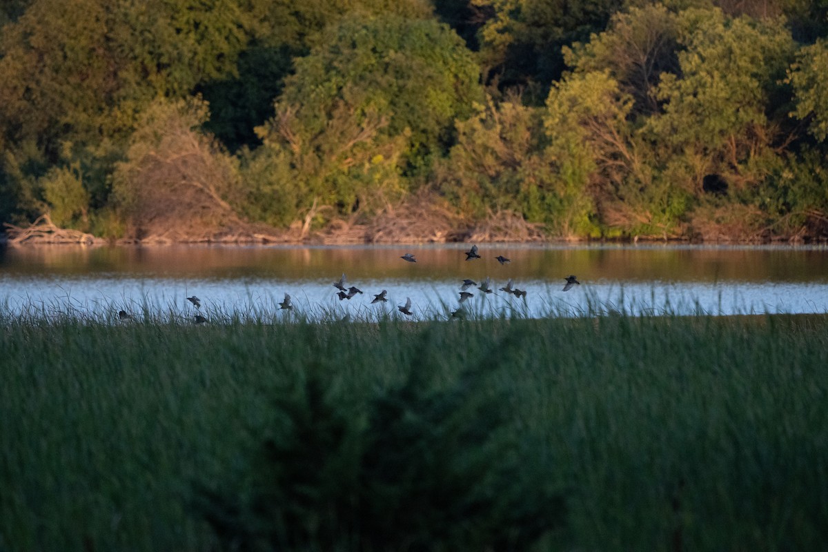 tanımsız Anatidae sp. - ML474361641