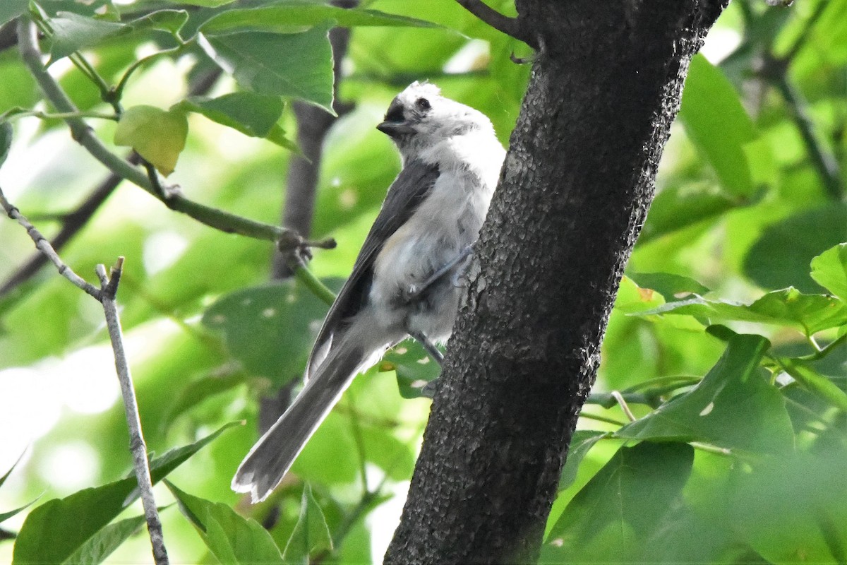 Blue-gray Gnatcatcher - ML474361681