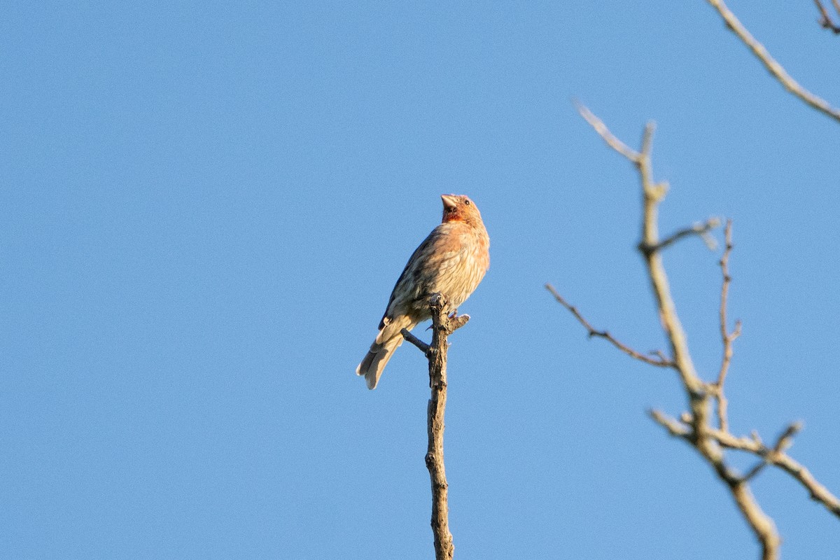 House Finch - ML474361871