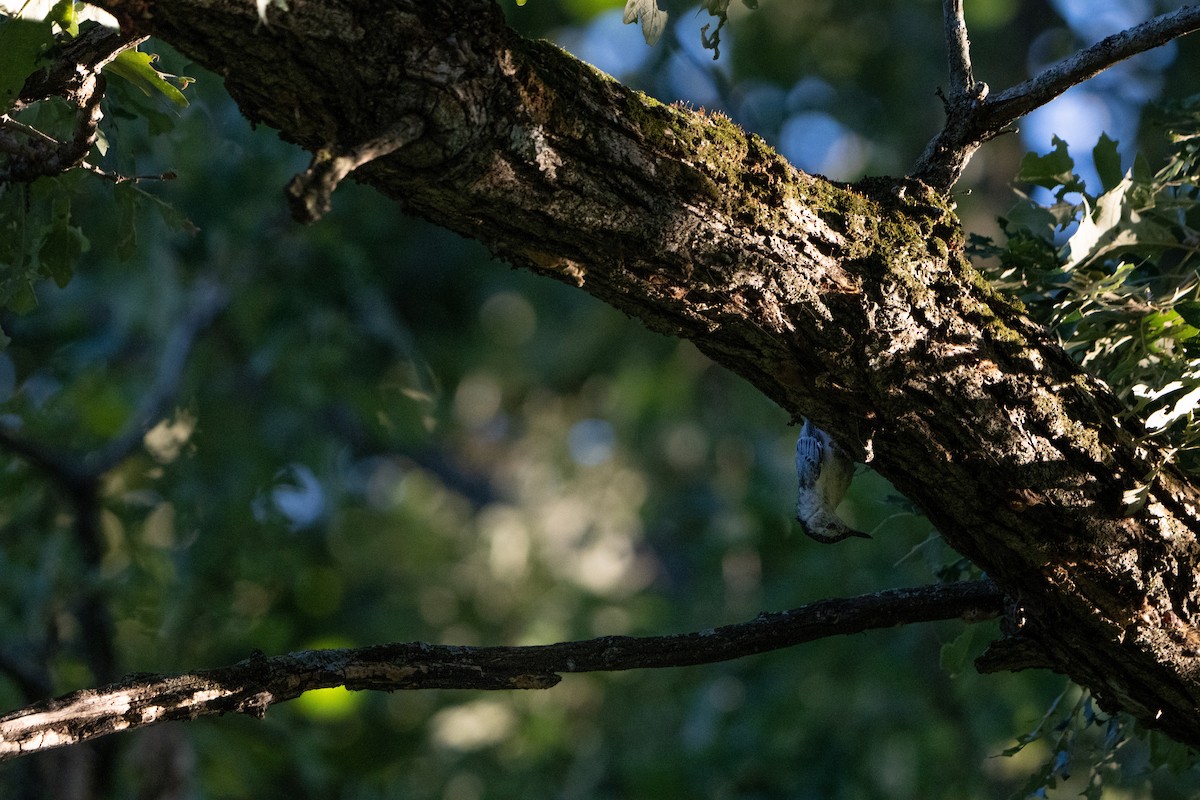 White-breasted Nuthatch - Kyle Arpke