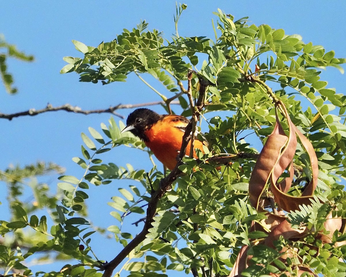 Baltimore Oriole - ML474363001