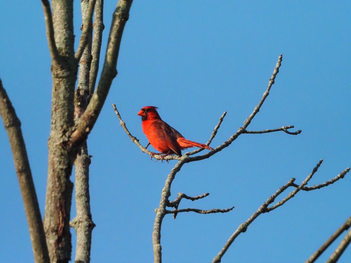 Northern Cardinal - ML474363061