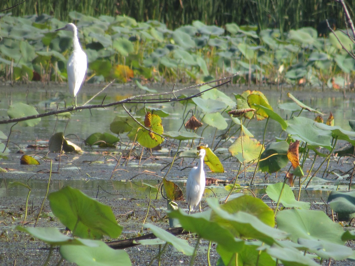 Little Blue Heron - ML474363341